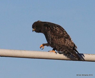 Rough-legged Hawk dark-morph adult male, Osage Co, OK, 1-28-16, Jpa_47074.jpg