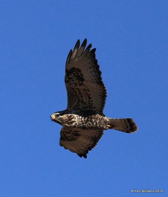 Rough-legged Hawk light-morph male, Osage Co, OK, 1-28-16, Jpa_468180JPG.jpg