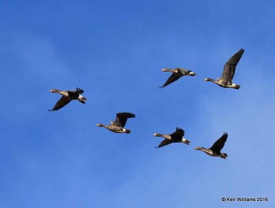 Greater White-fronted Geese, Noble Co, OK, 1-28-16, Jpa_46247.jpg