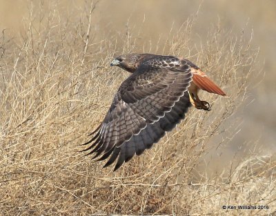 Red-tailed Hawk - Eastern subspecies adult, Garfield Co, OK, 2-6-16, Jpa_47343.jpg
