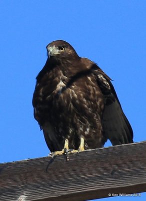 Red-tailed Hawk - Harlan's subspecies, dark morph juvenile, Osage Co, OK, 2-6-16, Jpa_47455.jpg