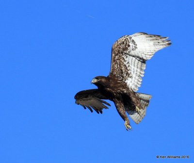 Red-tailed Hawk - Harlan's subspecies, dark morph juvenile, Osage Co, OK, 2-6-16, Jpa_47458.jpg
