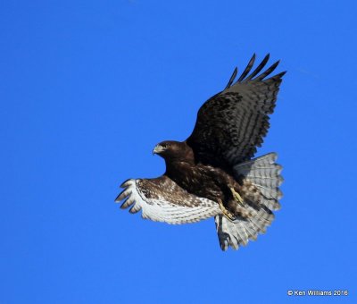 Red-tailed Hawk - Harlan's subspecies, dark morph juvenile, Osage Co, OK, 2-6-16, Jpa_47459.jpg