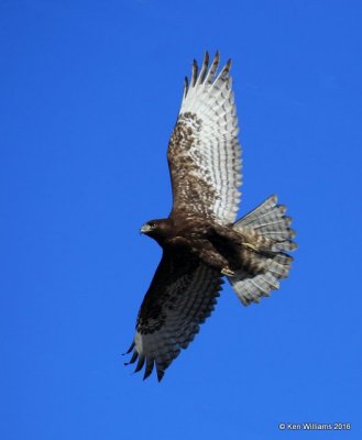 Red-tailed Hawk - Harlan's subspecies, dark morph juvenile, Osage Co, OK, 2-6-16, Jpa_47460.jpg