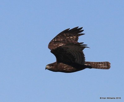 Red-tailed Hawk - Harlan's subspecies, dark morph juvenile, Osage Co, OK, 2-6-16, Jpa_47463.jpg