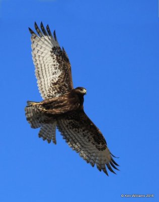 Red-tailed Hawk - Harlan's subspecies, dark morph juvenile, Osage Co, OK, 2-6-16, Jpa_47482.jpg