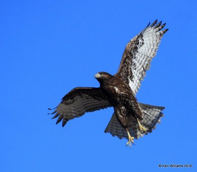 Red-tailed Hawk - Harlan's subspecies, dark morph juvenile, Osage Co, OK, 2-6-16, Jpa_47499.jpg