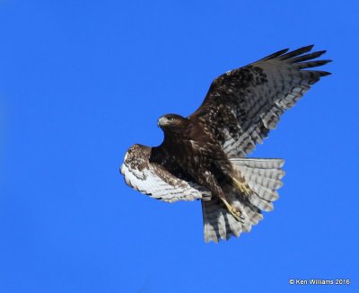 Red-tailed Hawk - Harlan's subspecies, dark morph juvenile, Osage Co, OK, 2-6-16, Jpa_47500.jpg