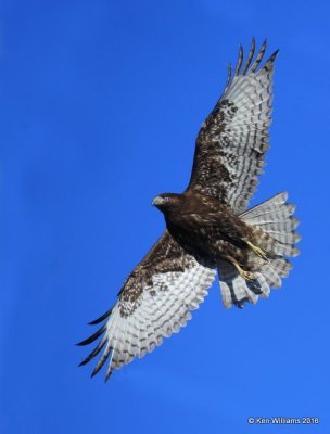 Red-tailed Hawk - Harlan's subspecies, dark morph juvenile, Osage Co, OK, 2-6-16, Jpa_47501.jpg