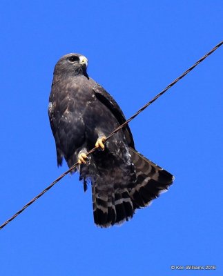 Rough-legged Hawk dark-morph adult male, Osage Co, OK, 2-6-16, Jpa_47568.jpg