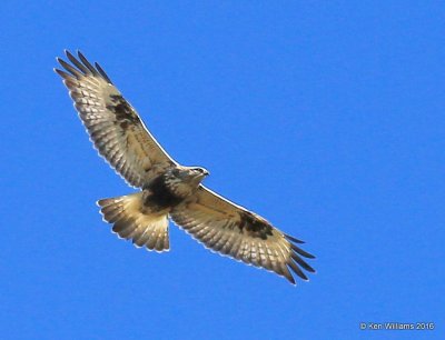 Rough-legged Hawk light-morph female, Osage Co, OK, 2-6-16, Jpa_47403.jpg