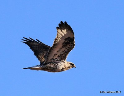 Rough-legged Hawk light-morph female, Osage Co, OK, 2-6-16, Jpa_47662.jpg