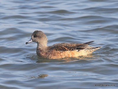 American Wigeon female, S. Padre Island, TX, 02_15_2016, Jpa_07643.jpg