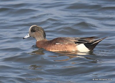 American Wigeon male, S. Padre Island, TX, 02_15_2016, Jpa_07860.jpg