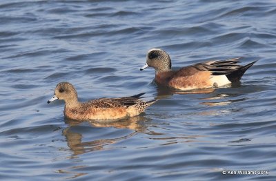 American Wigeon pair, S. Padre Island, TX, 02_15_2016, Jpa_07653.jpg