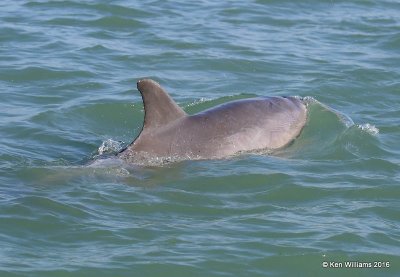 Common Bottlenose Dolphin, Port Isbella, TX, 02_16_2016, Jpa_08801.jpg