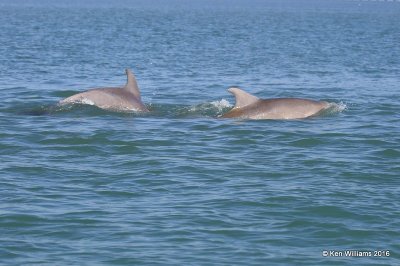 Common Bottlenose Dolphins, Port Isbella, TX, 02_16_2016, Jpa_08794.jpg