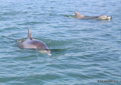 Common Bottlenose Dolphins, Port Isbella, TX, 02_16_2016, Jpa_08812.jpg
