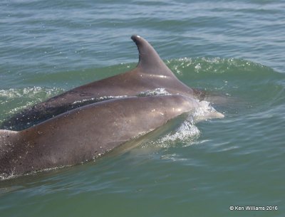 Common Bottlenose Dolphins, Port Isbella, TX, 02_16_2016, Jpa_08825.jpg