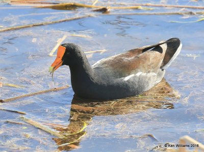 :Gallinules: