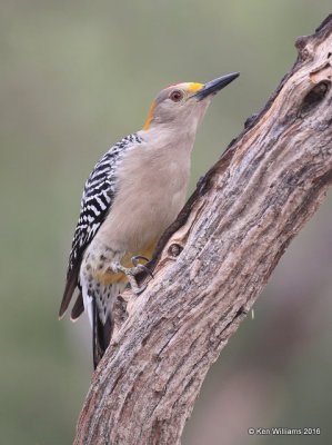 Golden-fronted Woodpecker male, Salineno, TX, 02_21_2016, Jpa_11659.jpg