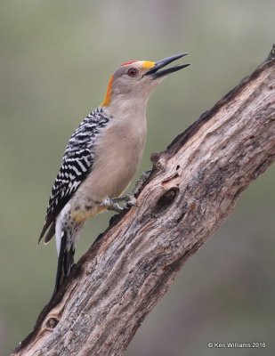 Golden-fronted Woodpecker male, Salineno, TX, 02_21_2016, Jpa_11662.jpg