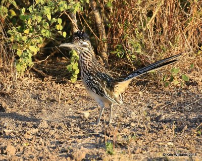 Greater Roadrunner, Laguna Atascosa NWR, TX, 02_15_2016, Jpa_08487.jpg