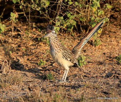 Greater Roadrunner, Laguna Atascosa NWR, TX, 02_15_2016, Jpa_08503.jpg