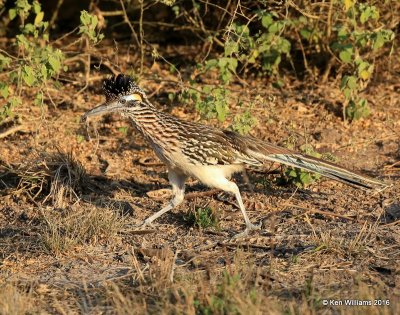 Greater Roadrunner, Laguna Atascosa NWR, TX, 02_15_2016, Jpa_08504.jpg