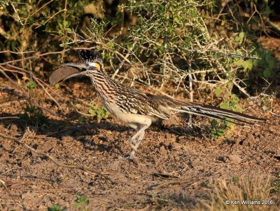 Greater Roadrunner, Laguna Atascosa NWR, TX, 02_15_2016, Jpa_08510.jpg