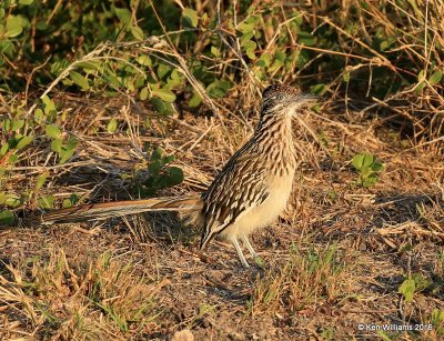 Greater Roadrunner, Laguna Atascosa NWR, TX, 02_15_2016, Jpa_08570.jpg