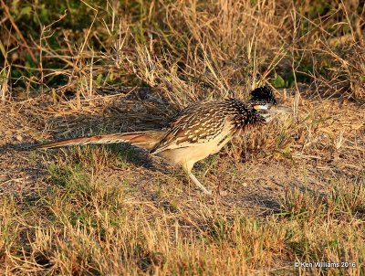 Greater Roadrunner, Laguna Atascosa NWR, TX, 02_15_2016, Jpa_08591.jpg