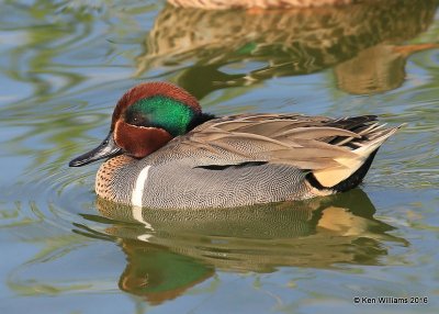:Green-winged Teal: