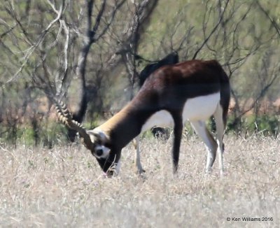 Indian Black Buck Antelope, North of Fredricksburg, TX, 02_24_2016_Jpa_14434.jpg