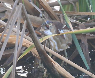 Least Bittern, S. Padre Island, TX, 2_15_2016_Jpa_07495.jpg