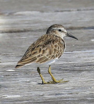 Least Sandpiper nonbreeding plumage. Estero Llano Grande SP, TX, 02_17_2016, Jpa_09700.jpg