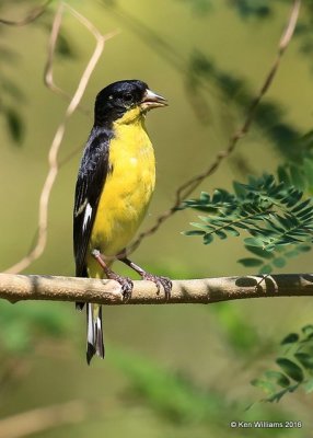 Lesser Goldfinch, Texas Form male, Frontera Nature Preserve, TX, 02_17_2016, Jpa_09566.jpg