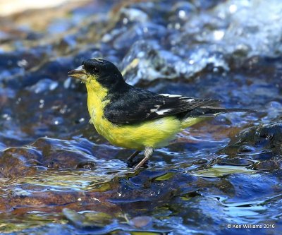 Lesser Goldfinch, Texas Form male, Frontera Nature Preserve, TX, 02_17_2016, Jpa_09556.jpg
