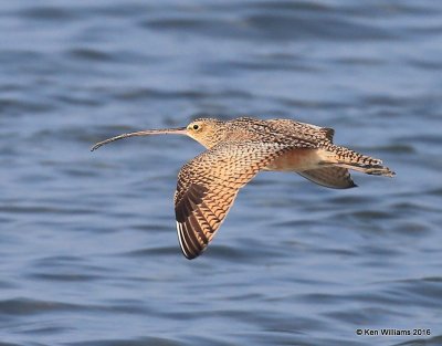 : Long-billed Curlew :
