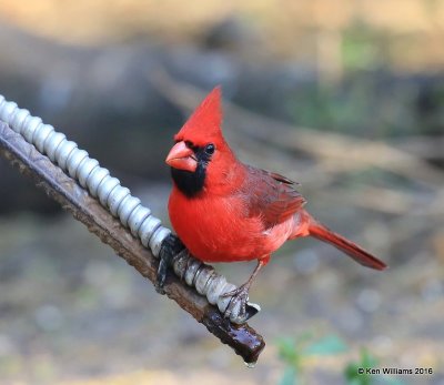 Northern Cardinal male, Laguna Atascosa NWR, TX, 02_15_2016, Jpa_08465.jpg