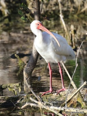 White Ibis, Port Aransas, TX, 02_23_2016, Jpa_14181.jpg