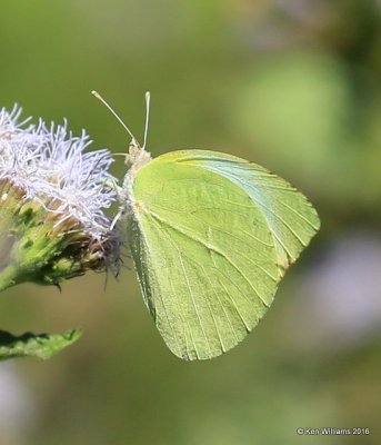Lyside Sulphur
