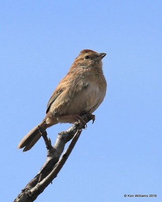 Bachman's Sparrow. Atoka Co, OK, 4-8-16,Jpa_49393.jpg