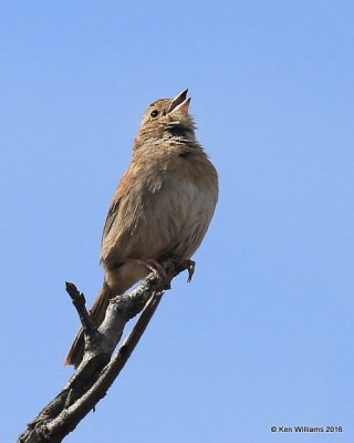 Bachman's Sparrow. Atoka Co, OK, 4-8-16,Jpa_49394.jpg