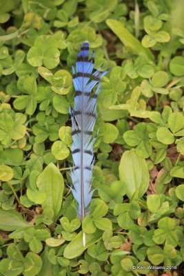 Blue Jay feather, Nowata Co, OK, 3-29-16, Jpa_48829.jpg