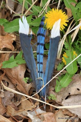 Blue Jay feathers, Nowata Co, OK, 3-29-16, Jpa_48836.jpg