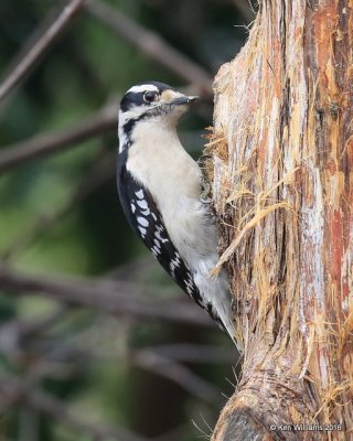 Downy Woodpecker female, Rogers Co yard, OK, 3-9-16, Jpa_47865.jpg