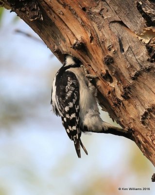 Downy Woodpecker male, Rogers Co yard, OK, 4-2-16, Jpa_48928.jpg