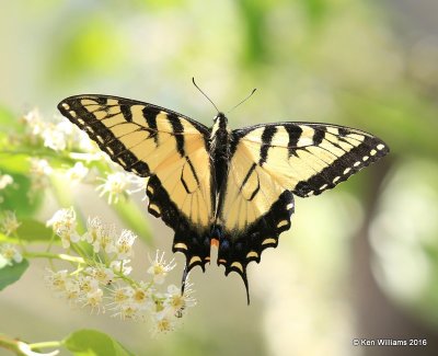 Eastern Tiger Swallowtail, Sequoyah SP, Cherokee Co, OK, 4-3-16, Jpa_48945.jpg