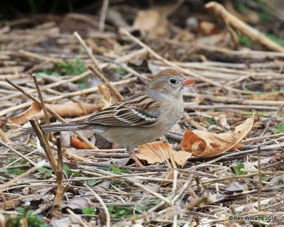 Field Sparrow, Rogers Co yard, OK, 3-6-16, Jpa_47773.jpg